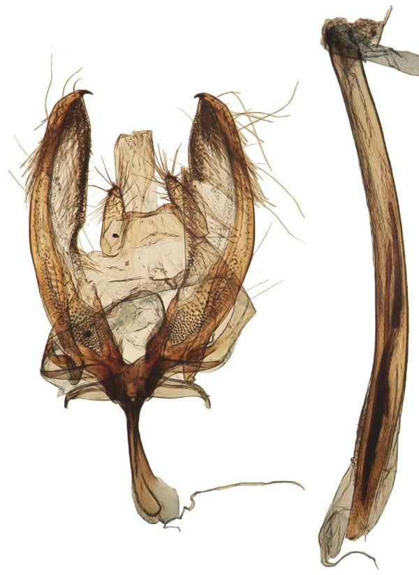 /filer/webapps/moths/media/images/O/onyxella_Yponomeuta_GM_Agassiz_1570.jpg