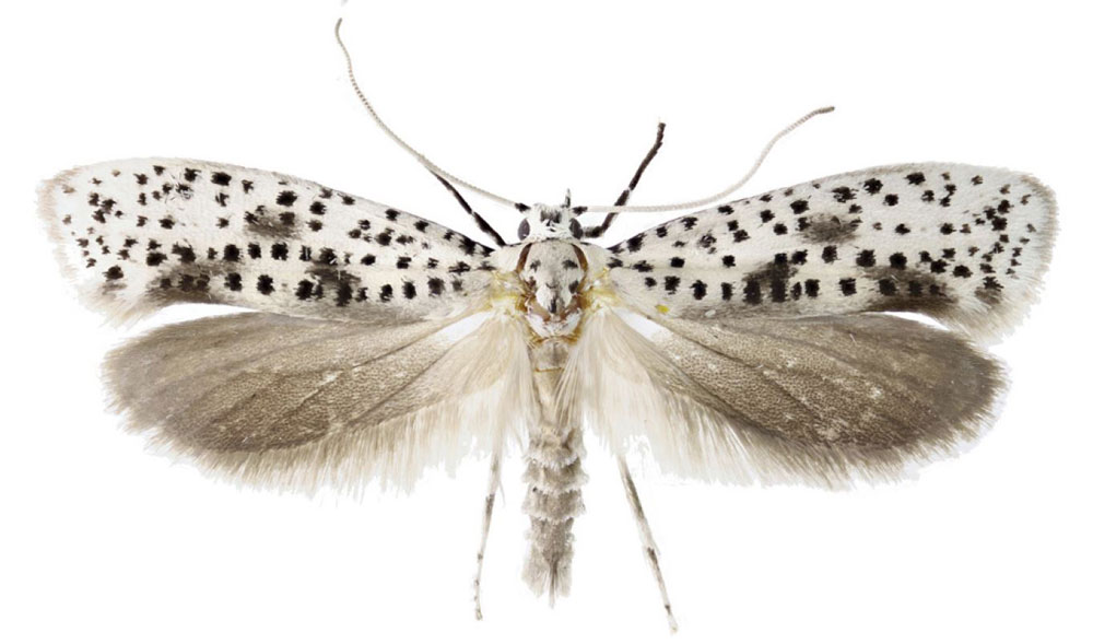 /filer/webapps/moths/media/images/O/onyxella_Yponomeuta_PT_Agassiz.jpg