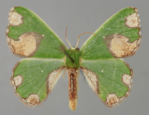 /filer/webapps/moths/media/images/O/oospila_Cheroscelis_A_ZSM_01.jpg