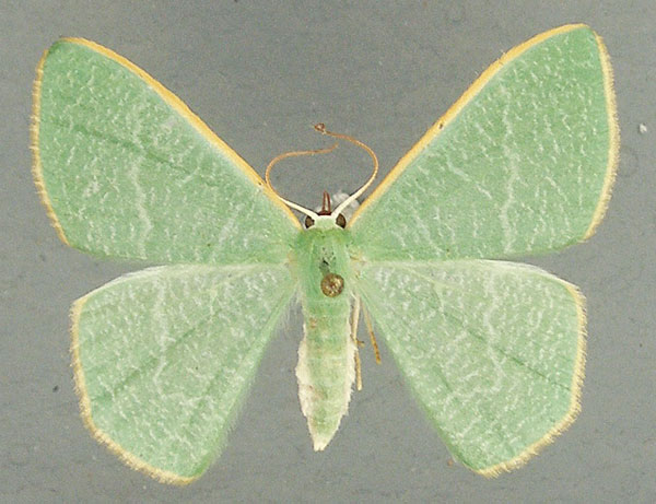 /filer/webapps/moths/media/images/O/opaca_Thalassodes_AF_TMSA.jpg
