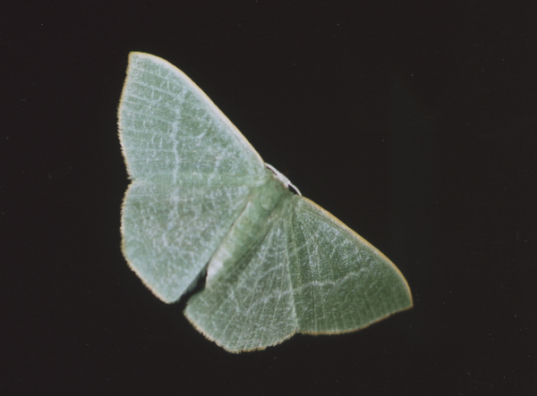 /filer/webapps/moths/media/images/O/opaca_Thalassodes_A_Roland_02.jpg