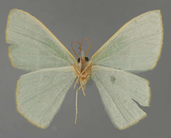 /filer/webapps/moths/media/images/O/opaca_Thalassodes_A_ZSM_02.jpg