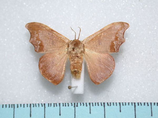 /filer/webapps/moths/media/images/O/opacifinis_Gonoreta_A_Revell.jpg
