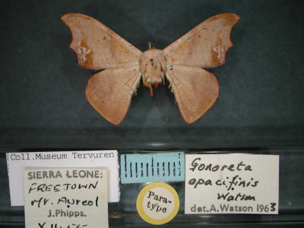 /filer/webapps/moths/media/images/O/opacifinis_Gonoreta_PT_RMCA_01.jpg