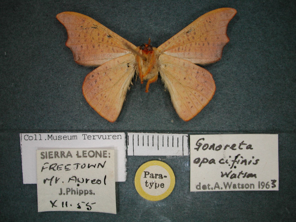 /filer/webapps/moths/media/images/O/opacifinis_Gonoreta_PT_RMCA_02.jpg