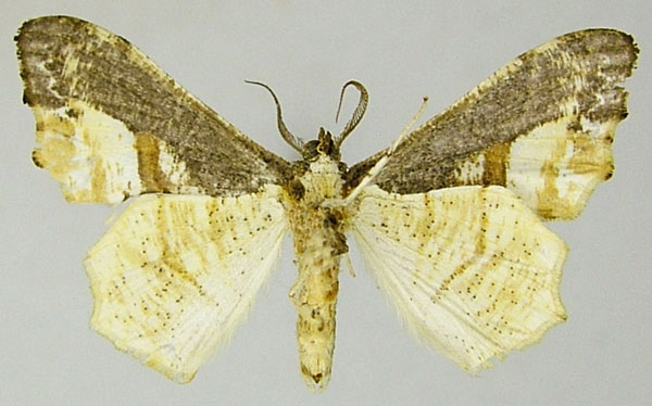 /filer/webapps/moths/media/images/O/opala_Xenimpia_AM_ZSMb.jpg