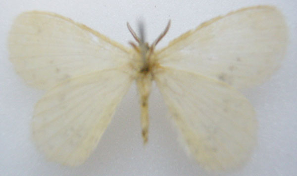 /filer/webapps/moths/media/images/O/opalina_Chrysopoloma_STM_NHMUKb.jpg