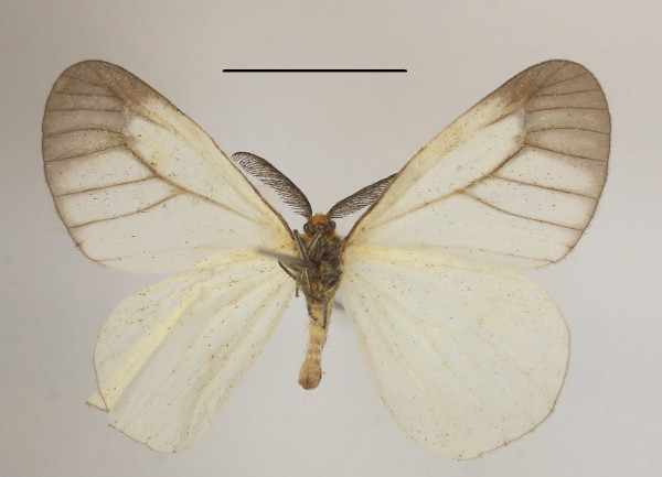 /filer/webapps/moths/media/images/O/opalina_Cimola_A_MGCLb_01.JPG