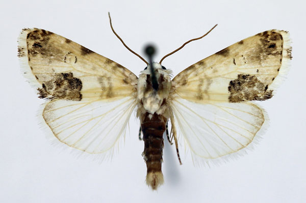 /filer/webapps/moths/media/images/O/opalinoides_Acontia_AM_Aulombard_01.jpg
