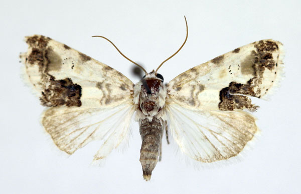 /filer/webapps/moths/media/images/O/opalinoides_Acontia_AM_Aulombard_02.jpg