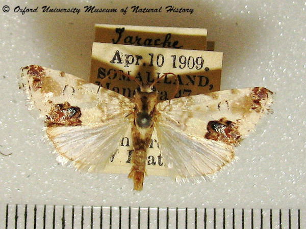 /filer/webapps/moths/media/images/O/opalinoides_Acontia_A_OUMNH.jpg