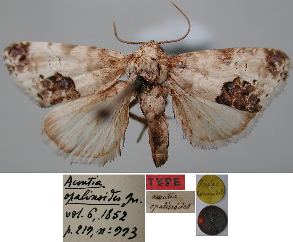 /filer/webapps/moths/media/images/O/opalinoides_Acontia_LT_MNHN.jpg