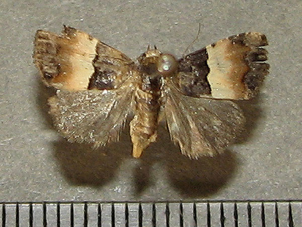 /filer/webapps/moths/media/images/O/opella_Pseudozarba_A_Goff.jpg