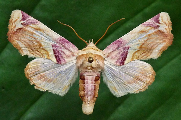 /filer/webapps/moths/media/images/O/operatrix_Colpocheilopteryx_AF_Butler.jpg