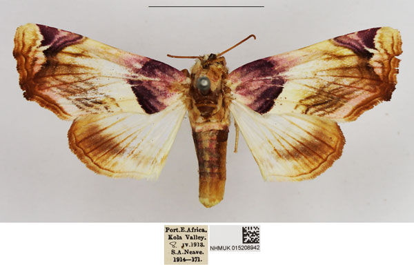 /filer/webapps/moths/media/images/O/operatrix_Colpocheilopteryx_AF_NHMUK.jpg
