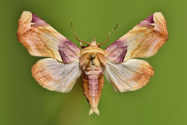 /filer/webapps/moths/media/images/O/operatrix_Colpocheilopteryx_A_Butler.jpg