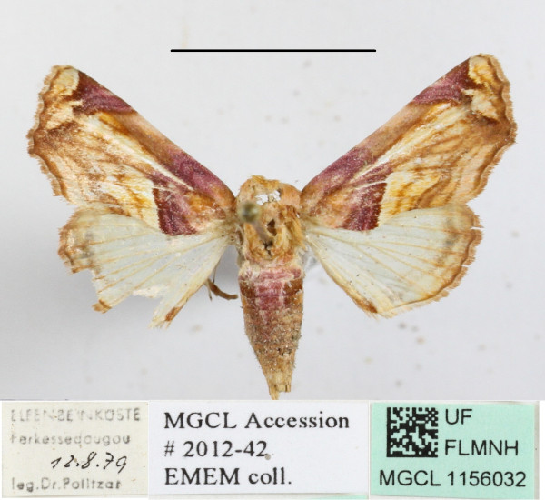 /filer/webapps/moths/media/images/O/operatrix_Colpocheilopteryx_A_MGCLa_01.jpg