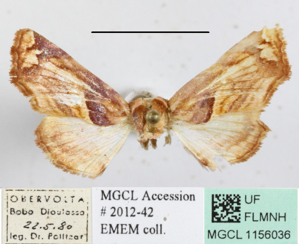/filer/webapps/moths/media/images/O/operatrix_Colpocheilopteryx_A_MGCLa_02.jpg