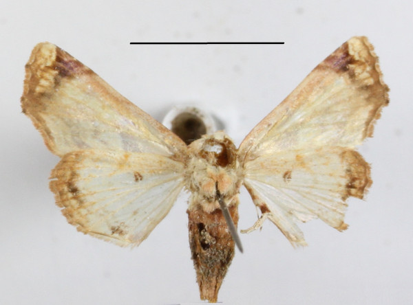 /filer/webapps/moths/media/images/O/operatrix_Colpocheilopteryx_A_MGCLb_01.jpg
