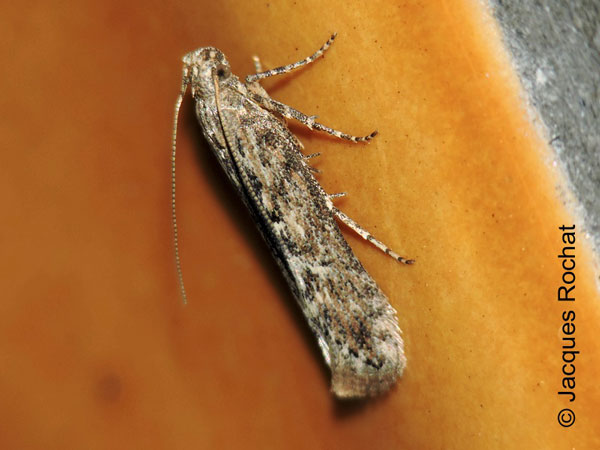 /filer/webapps/moths/media/images/O/operculella_Phthorimaea_A_Rochat.jpg