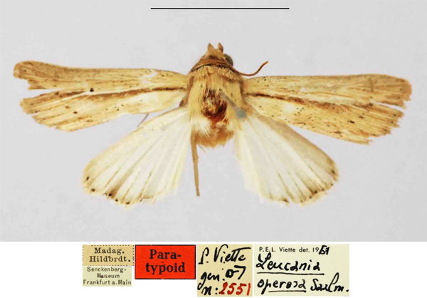 /filer/webapps/moths/media/images/O/operosa_Leucania_PTM_SNMF.jpg