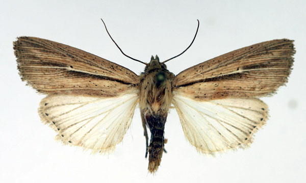 /filer/webapps/moths/media/images/O/operosa_Mythimna_AF_Aulombard.jpg