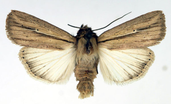 /filer/webapps/moths/media/images/O/operosa_Mythimna_AM_Aulombard.jpg