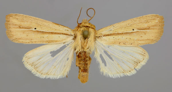 /filer/webapps/moths/media/images/O/operosa_Mythimna_A_RMCA_01.jpg