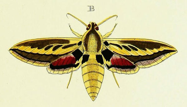 /filer/webapps/moths/media/images/O/opheltes_Rhodafra_Cramer3_285_B.jpg