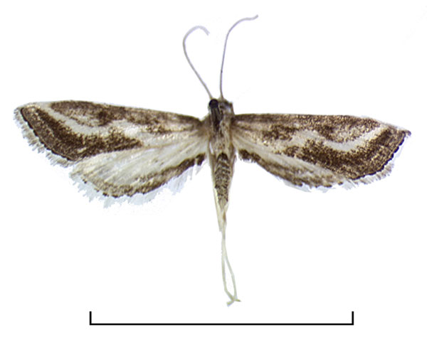 /filer/webapps/moths/media/images/O/ophiaula_Parapoynx_A_Agassiz.jpg