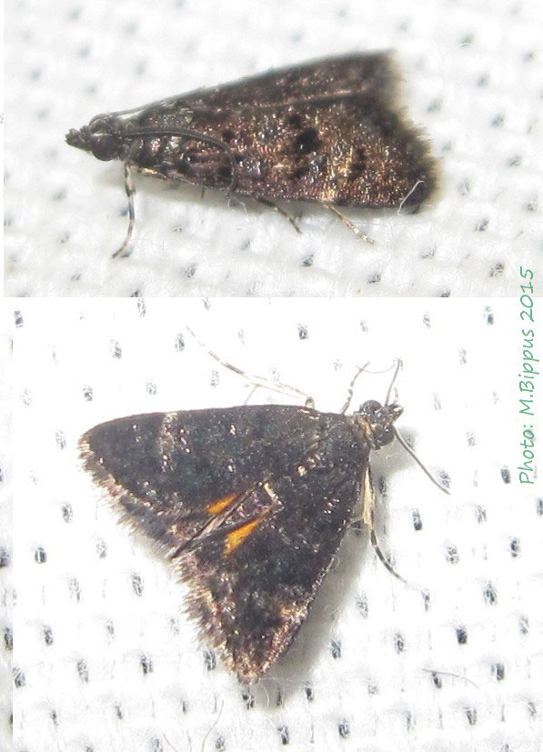 /filer/webapps/moths/media/images/O/ophideresana_Heliothela_A_Bippus.jpg