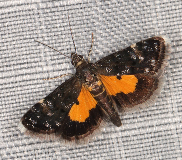 /filer/webapps/moths/media/images/O/ophideresana_Heliothela_A_Heyns_02.jpg