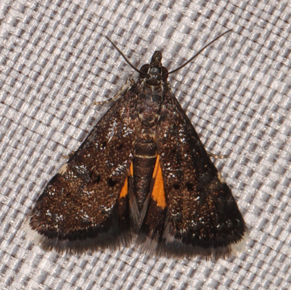 /filer/webapps/moths/media/images/O/ophideresana_Heliothela_A_Heyns_03.jpg