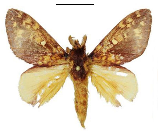 /filer/webapps/moths/media/images/O/ophioglossa_Hypotrabala_HT_ANHRT.jpg