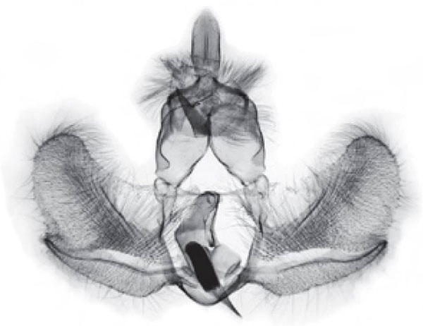/filer/webapps/moths/media/images/O/ophiograpta_Procrica_GM_Trematerra.jpg