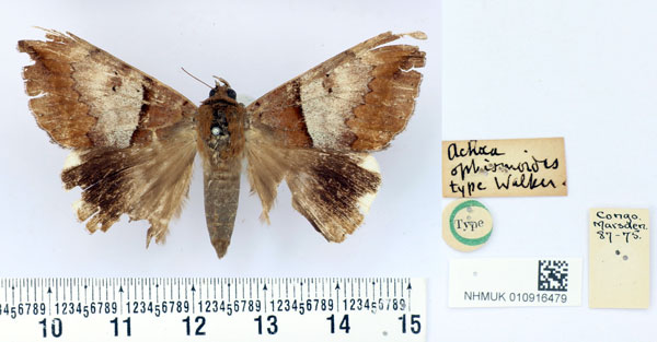 /filer/webapps/moths/media/images/O/ophismoides_Achaea_HT_BMNH.jpg
