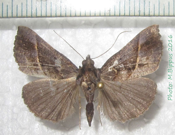 /filer/webapps/moths/media/images/O/ophiusinalis_Hypena_A_Bippus.jpg