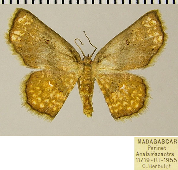 /filer/webapps/moths/media/images/O/ophthalmica_Chrysocraspeda_AF_ZSM.jpg