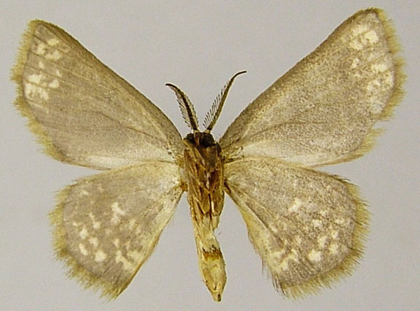 /filer/webapps/moths/media/images/O/ophthalmica_Chrysocraspeda_AM_ZSMb.jpg