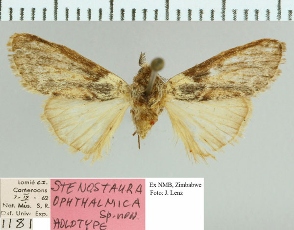 /filer/webapps/moths/media/images/O/ophthalmica_Stenostaura_HT_NMB.jpg