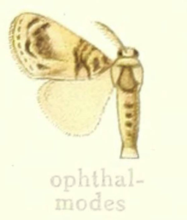 /filer/webapps/moths/media/images/O/ophthalmodes_Dasychira_HT_Hering_25a.jpg