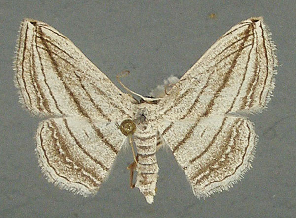 /filer/webapps/moths/media/images/O/opicata_Scopula_AF_TMSA.jpg