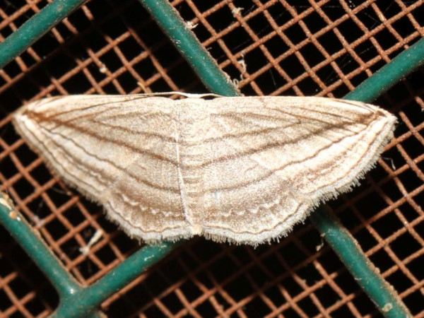 /filer/webapps/moths/media/images/O/opicata_Scopula_A_Grimm.jpg