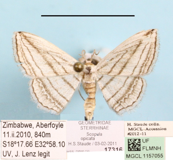 /filer/webapps/moths/media/images/O/opicata_Scopula_A_MGCLa_01.jpg