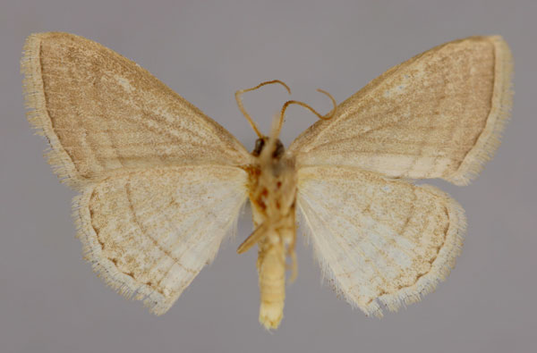 /filer/webapps/moths/media/images/O/opicata_Scopula_A_ZSM_02.jpg