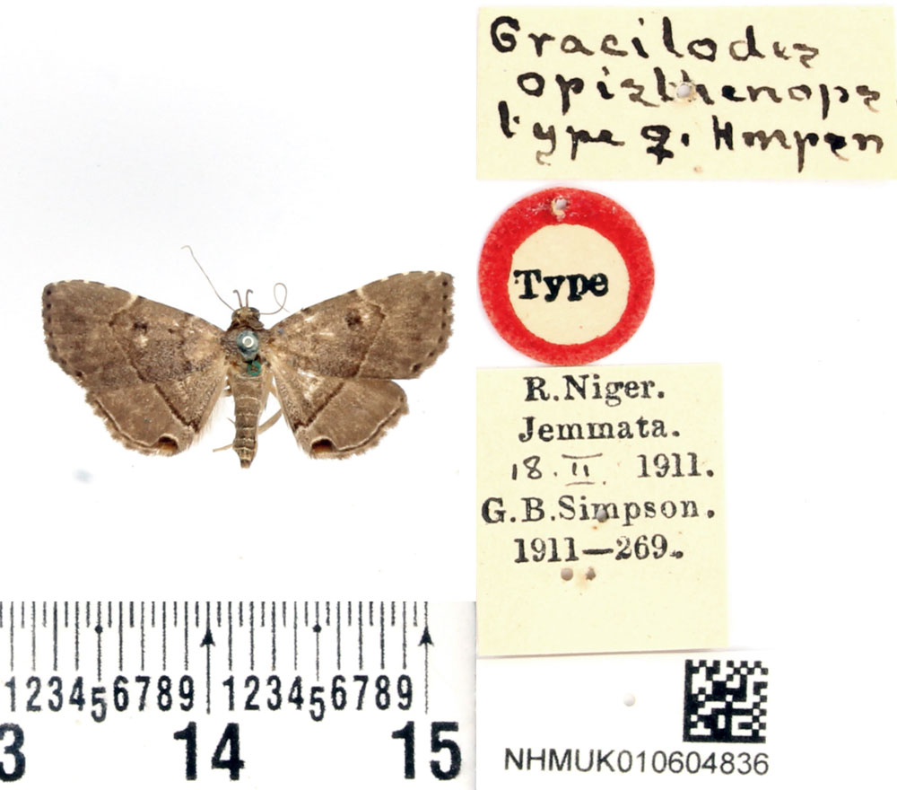 /filer/webapps/moths/media/images/O/opisthenops_Gracilodes_HT_BMNH.jpg