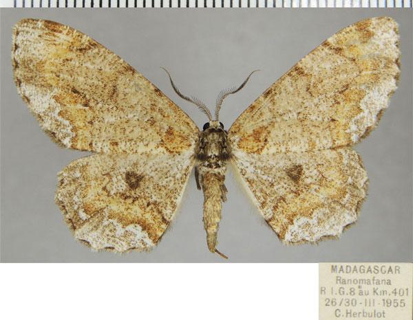 /filer/webapps/moths/media/images/O/opisthommata_Colocleora_AF_ZSM.jpg