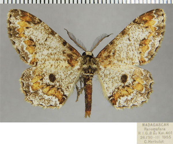 /filer/webapps/moths/media/images/O/opisthommata_Colocleora_AM_ZSMa.jpg