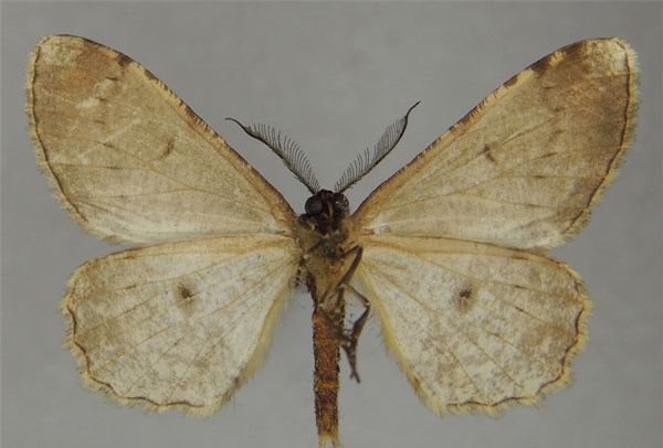/filer/webapps/moths/media/images/O/opisthommata_Colocleora_AM_ZSMb.jpg