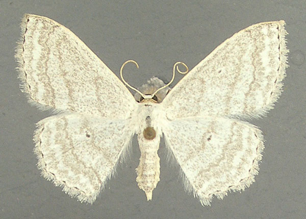 /filer/webapps/moths/media/images/O/opperta_Scopula_AF_TMSA.jpg